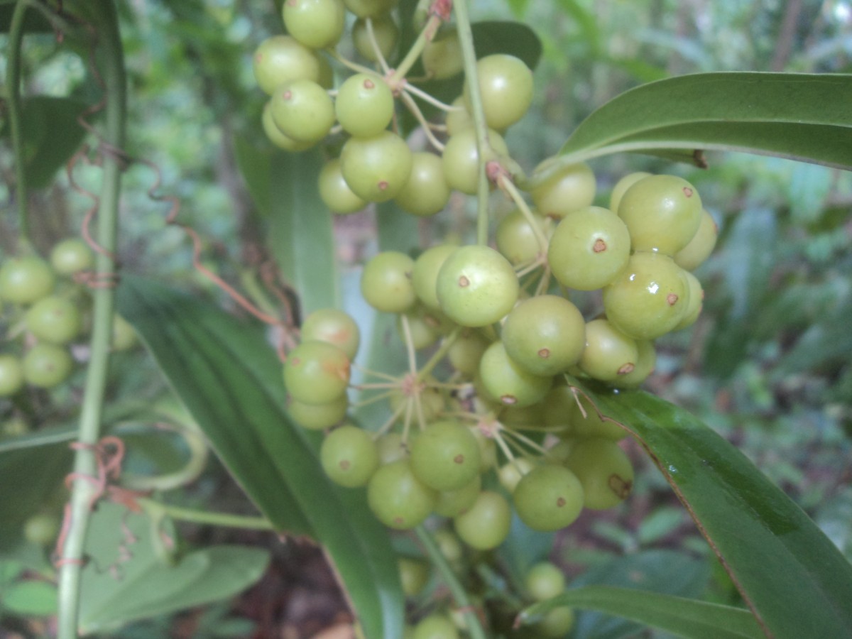 Smilax zeylanica L.